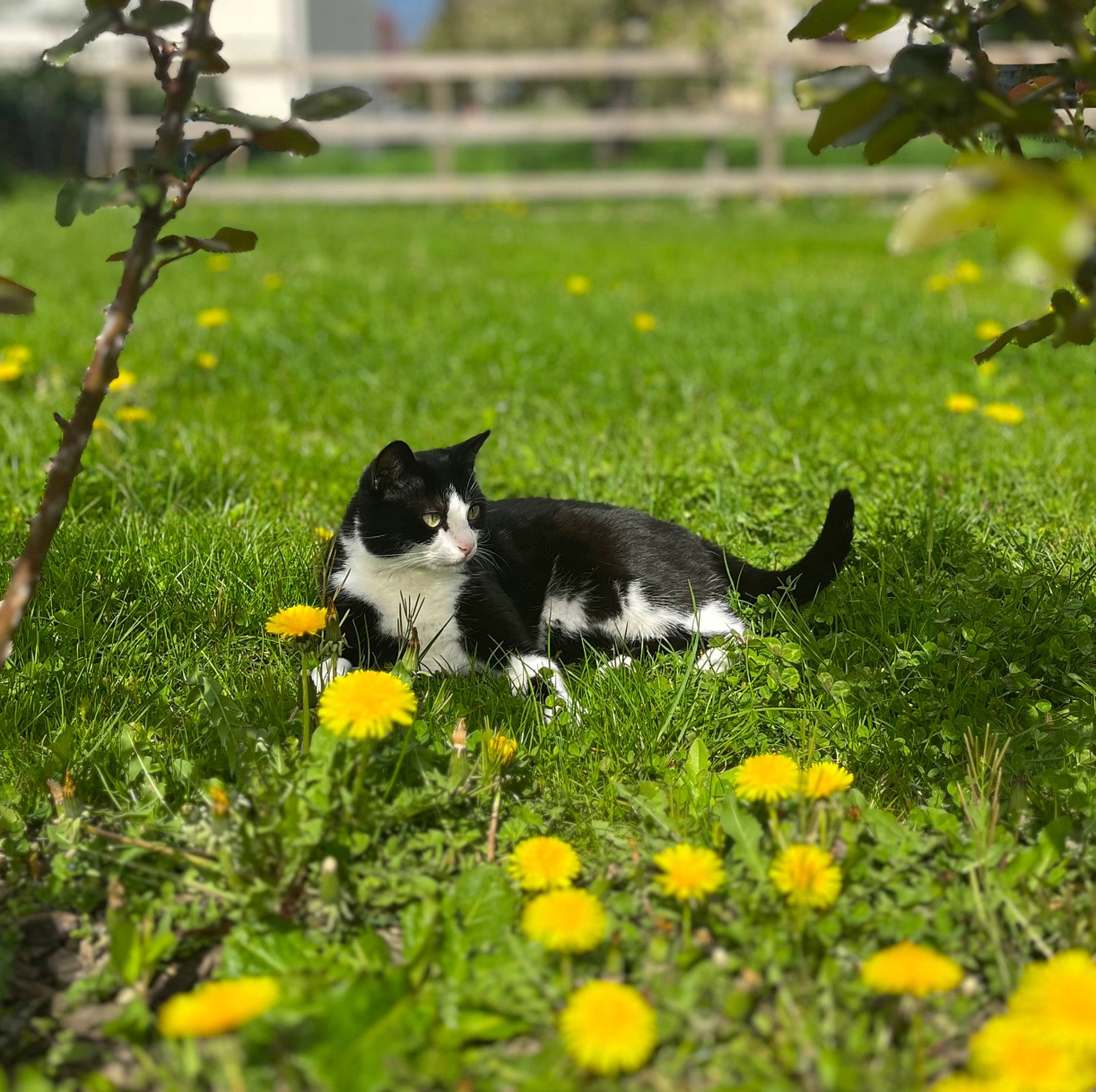 Skaya a rejoint le concours — aidez-le/la à gagner de superbes lots ! botany, carnivore, cat, dog_breed, felidae, flower, grass, grass_family, grassland, green, groundcover, leaf, meadow, natural_landscape, plant, small_to_medium_sized_cats, tail, tree, vegetation, whiskers