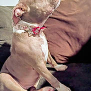 Dy'Mond Da'jore joined the competition — help win amazing prizes! dog, canine, pit_bull, sitting, couch, indoors, pet, collar, pink_collar, short_hair, tan_fur, white_chest, white_paws, profile, looking_up, living_room, furniture, portrait, companion_animal, cute
