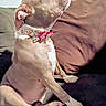 dog, canine, pit_bull, sitting, couch, indoors, pet, collar, pink_collar, short_hair, tan_fur, white_chest, white_paws, profile, looking_up, living_room, furniture, portrait, companion_animal, cute