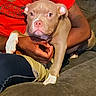 Dy'Mond Da'jore joined the competition — help win amazing prizes! puppy, dog, pit_bull, portrait, close_up, pet, animal, brown_fur, white_paws, pink_nose, blue_eyes, floppy_ears, sitting, being_held, human_hands, couch, blanket, indoor, cute, cuddling