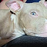 dog, puppy, pet, animal, cream_colored, short_hair, blue_eye, pink_nose, lying_down, resting, close_up, portrait, indoors, lap, human, denim, cuddling, relaxed, flash_photography, cute