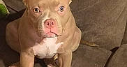 Dy'Mond Da'jore joined the competition — help win amazing prizes! dog, puppy, pit_bull, sitting, couch, indoors, portrait, brown_coat, white_chest, pink_nose, floppy_ears, front_view, pet, canine, short_hair, large_paws, serious_expression, home, furniture, photography