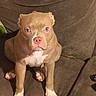 dog, puppy, pit_bull, sitting, couch, indoors, portrait, brown_coat, white_chest, pink_nose, floppy_ears, front_view, pet, canine, short_hair, large_paws, serious_expression, home, furniture, photography