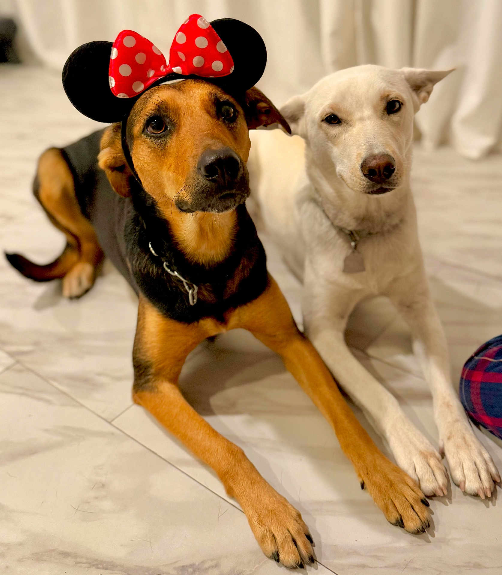 Joy joined the competition — help win amazing prizes! dog, two_dogs, black_and_tan_dog, white_dog, minnie_mouse_headband, red_bow, polka_dots, ears, floor, marble_floor, indoor, pets, lying_down, looking_at_camera, collar, playful, cute, animal, companions, domestic