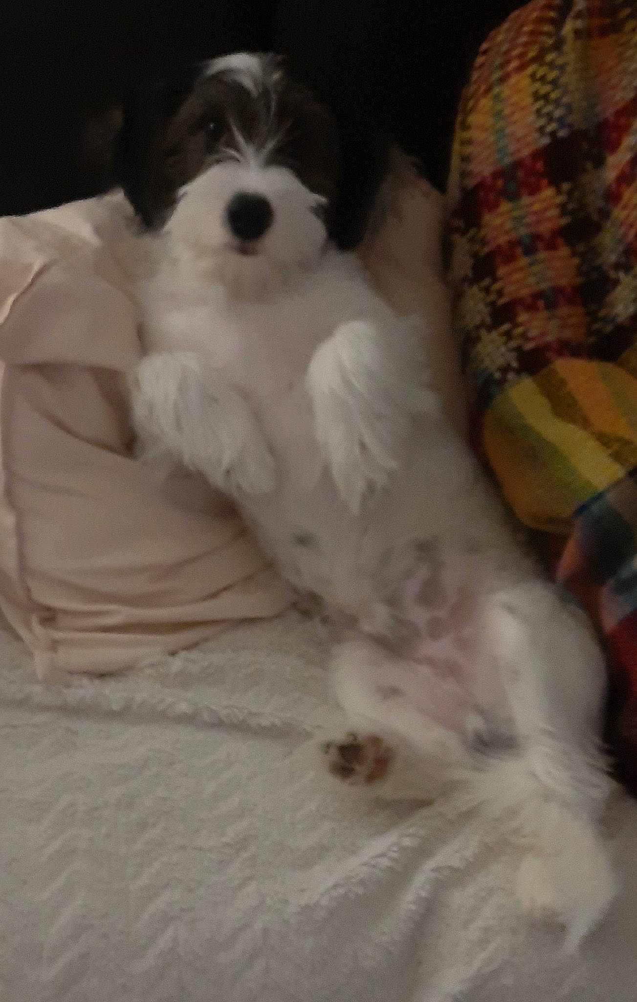 Gizmo a rejoint le concours — aidez-le/la à gagner de superbes lots ! canidae, carnivore, comfort, companion_dog, dog, dog_breed, dog_supply, fur, maltepoo, non_sporting_group, pattern, pet_supply, plaid, snout, sporting_group, tartan, terrier, toy_dog, water_dog, working_animal