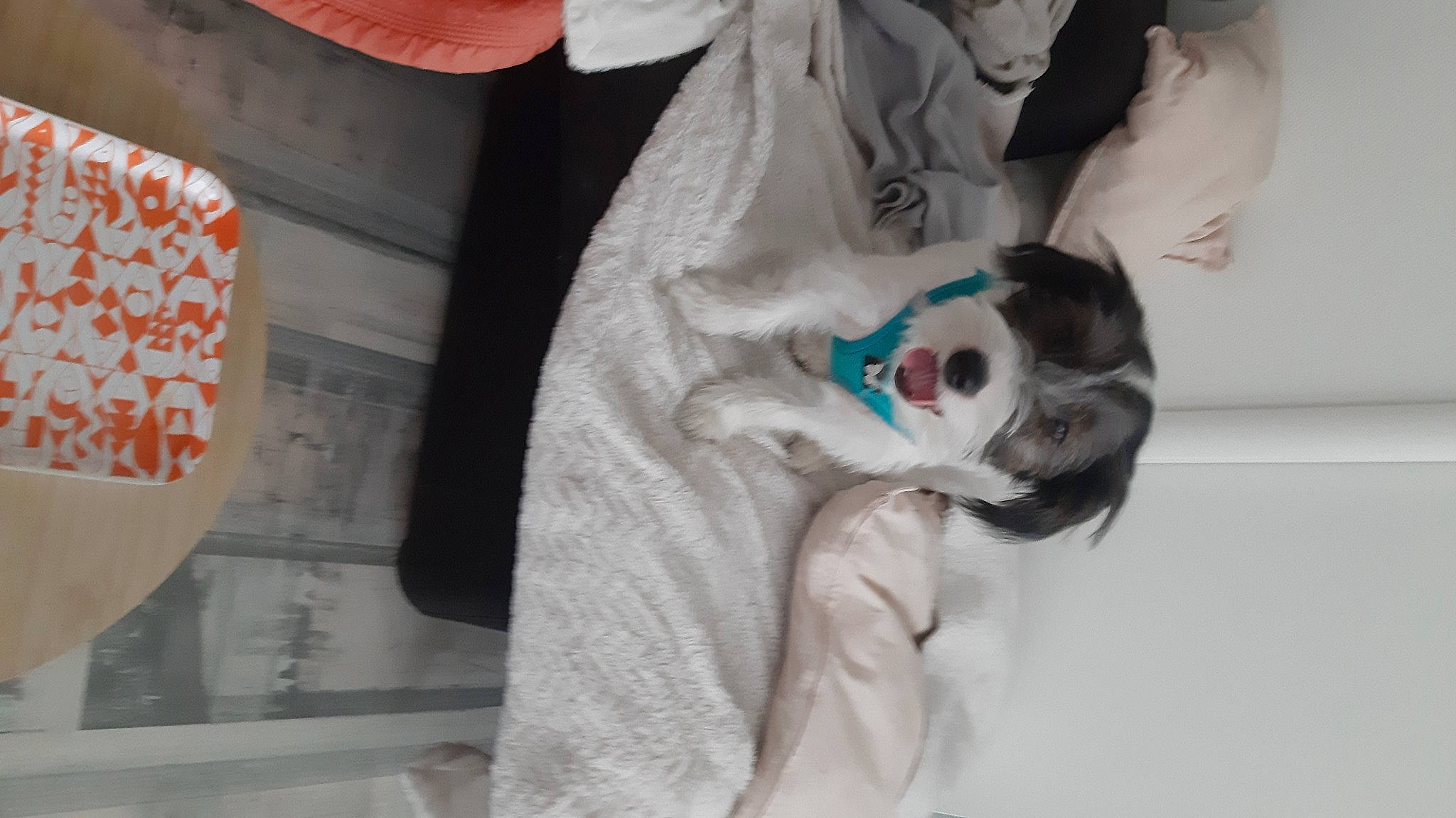 Gizmo participe au concours pour gagner de l'argent avec cette photo : anime, comfort, companion_dog, costume, dog_breed, eyewear, felidae, fictional_character, fur, gesture, human_body, linens, long_hair, sleeve, small_to_medium_sized_cats, stuffed_toy, sunglasses, tail, toy, whiskers