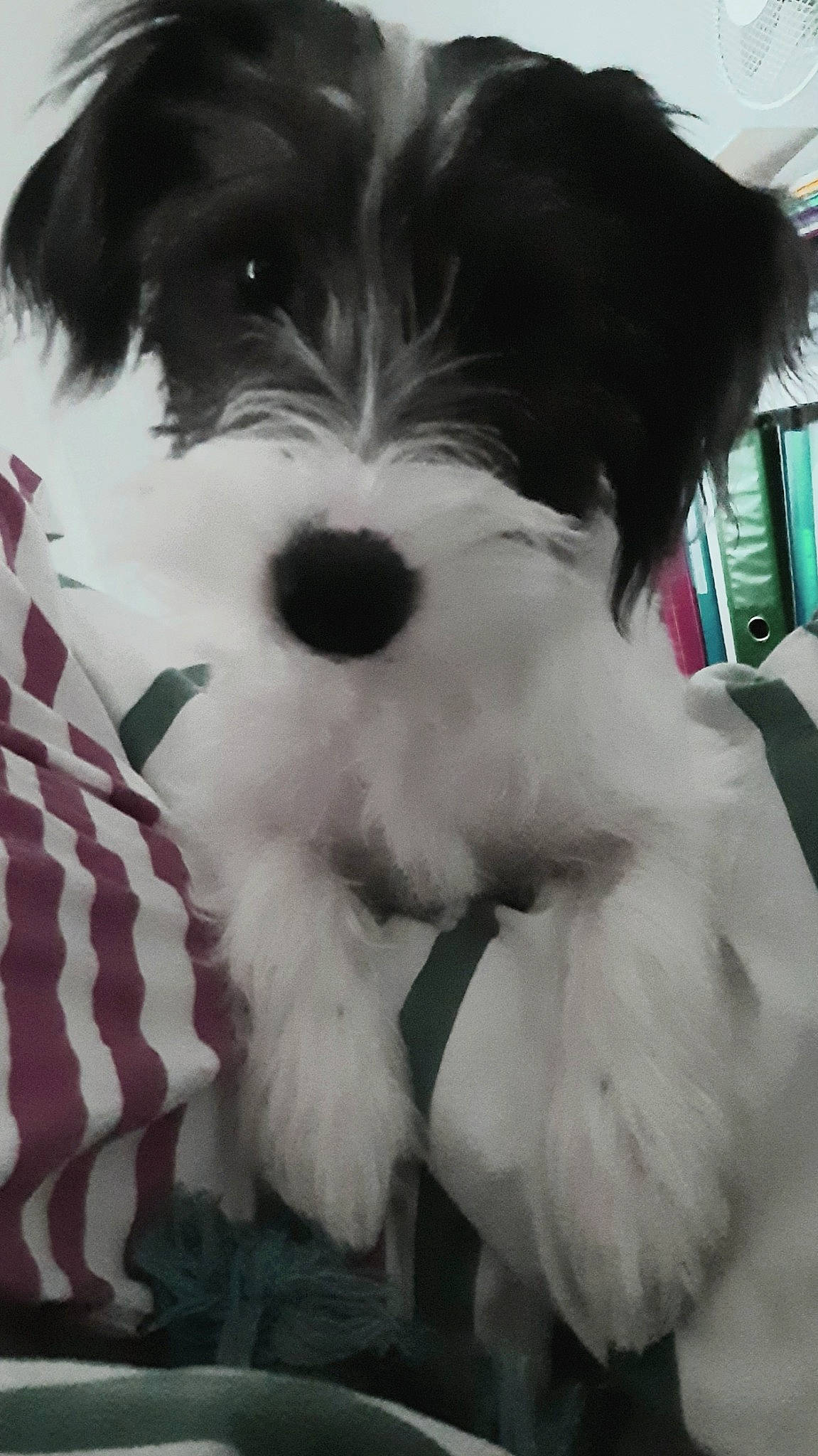 Gizmo participe au concours pour gagner de l'argent avec cette photo : canidae, carnivore, companion_dog, dog, dog_breed, fur, mal_shi, maltepoo, non_sporting_group, shih_poo, small_terrier, snout, sporting_group, terrier, toy_dog, water_dog, working_animal