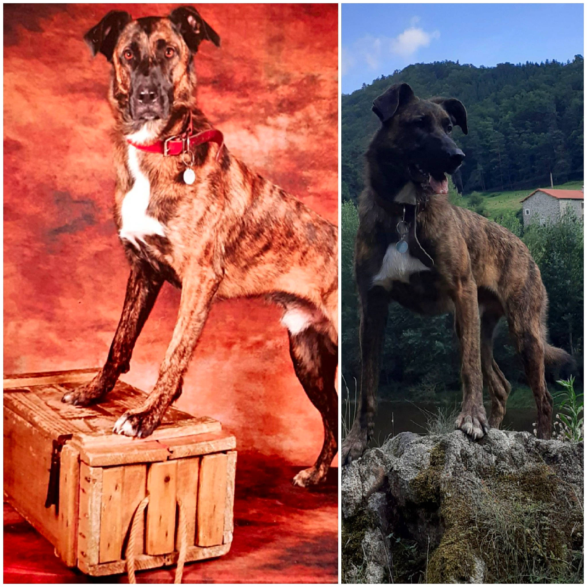 Matis participe au concours pour gagner de l'argent avec cette photo : art, canidae, carnivore, collar, companion_dog, dog, dog_breed, dog_collar, dog_supply, fawn, giant_dog_breed, great_dane, gun_dog, painting, pet_supply, sighthound, sky, sporting_group, working_animal, working_dog