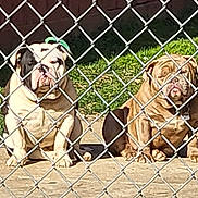 Barbie Bowser is registered to the contest to win money with this photo: dog, bulldog, chain_link_fence, outdoor, grass, concrete, pet, animal, sunlight, two_dogs, sitting, wrinkled_face, brown_dog, white_dog, leash, collar, daytime, nature, fence, guarded