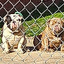 dog, bulldog, chain_link_fence, outdoor, grass, concrete, pet, animal, sunlight, two_dogs, sitting, wrinkled_face, brown_dog, white_dog, leash, collar, daytime, nature, fence, guarded
