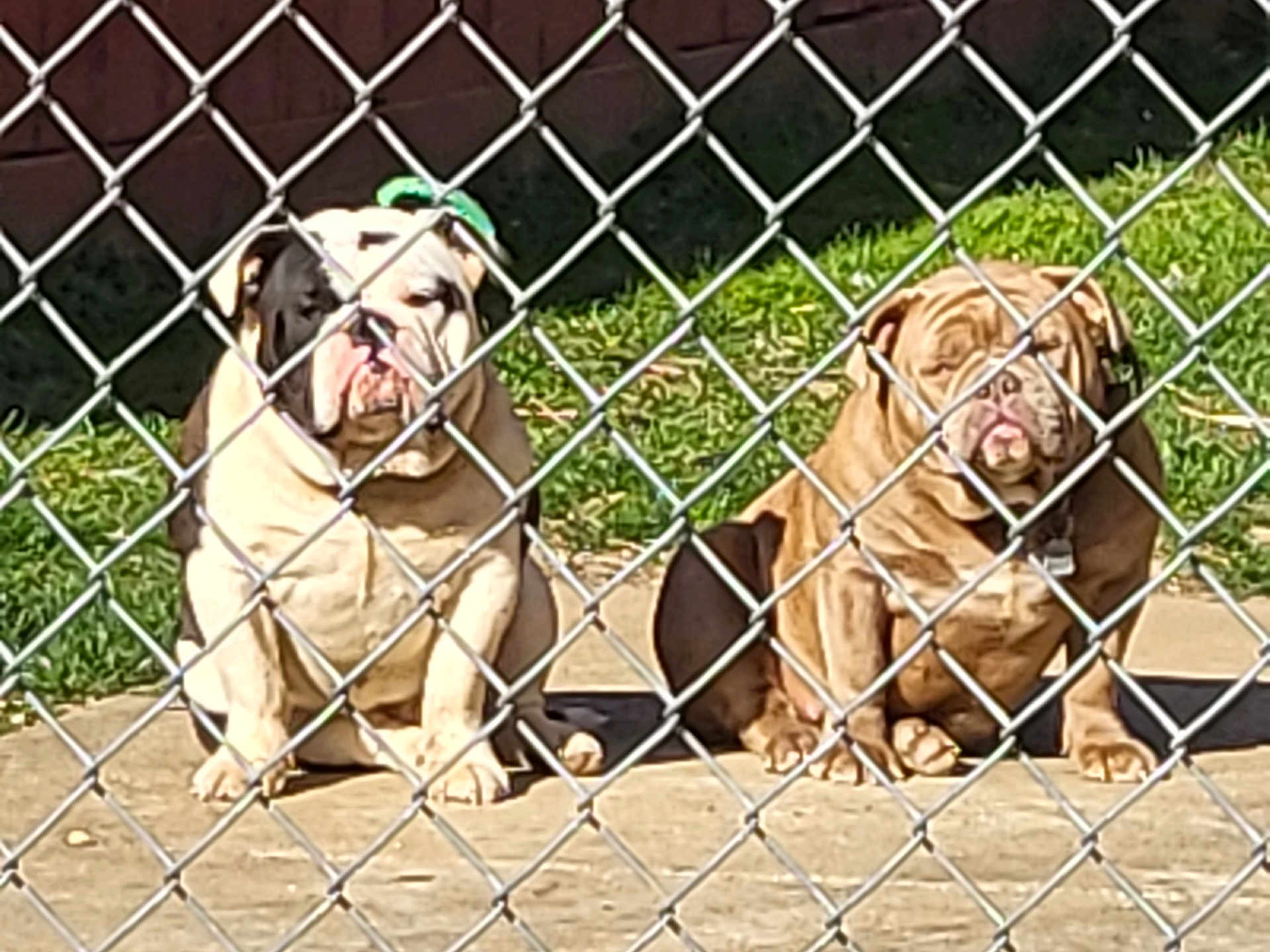 Barbie Bowser is registered to the contest to win money with this photo: dog, bulldog, chain_link_fence, outdoor, grass, concrete, pet, animal, sunlight, two_dogs, sitting, wrinkled_face, brown_dog, white_dog, leash, collar, daytime, nature, fence, guarded