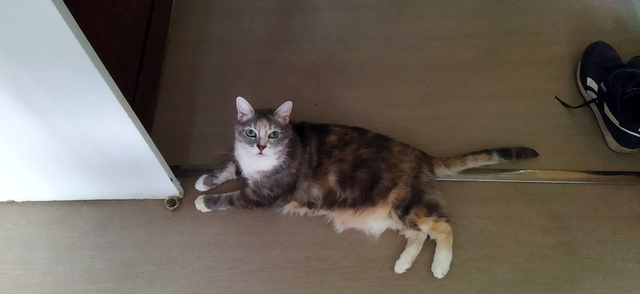 Fleur a rejoint le concours — aidez-le/la à gagner de superbes lots ! carnivore, cat, domestic_short_haired_cat, felidae, fur, paw, sitting, small_to_medium_sized_cats, snout, tail, terrestrial_animal, whiskers