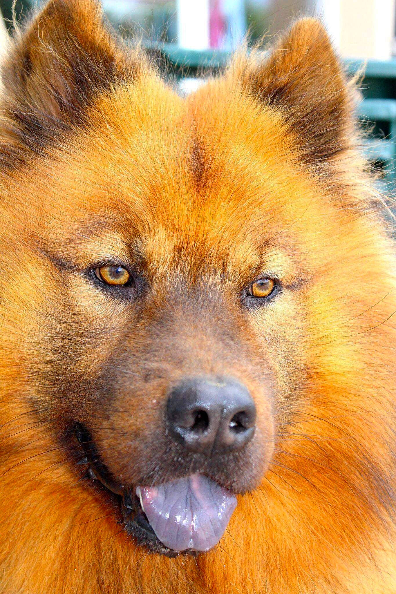 Gaïko a rejoint le concours — aidez-le/la à gagner de superbes lots ! ancient_dog_breeds, canidae, carnivore, chow_chow, companion_dog, dog, dog_breed, eurasier, fawn, finnish_spitz, german_spitz, german_spitz_klein, german_spitz_mittel, keeshond, mammal, non_sporting_group, snout, spitz, vertebrate