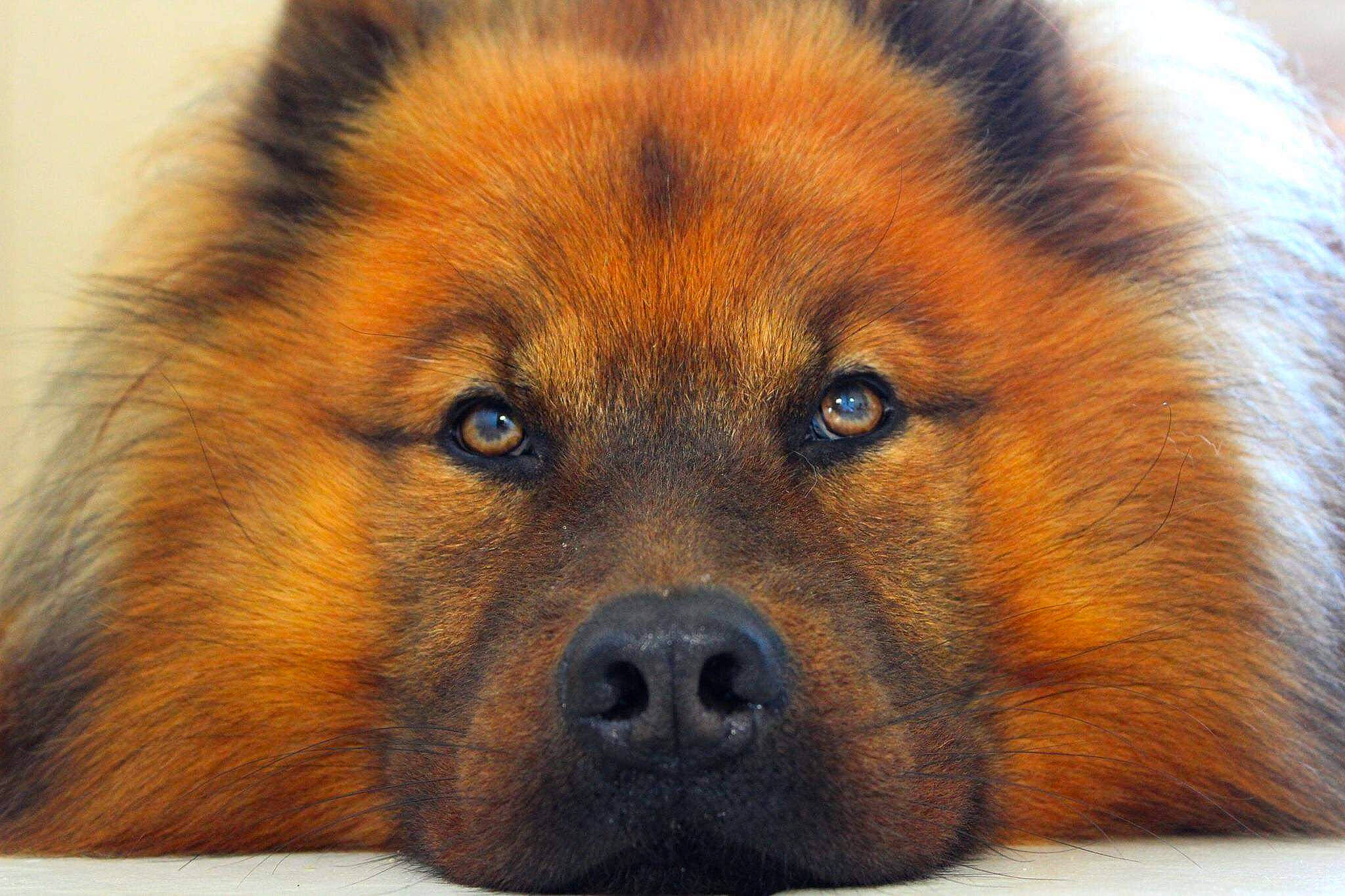 Gaïko participe au concours pour gagner de l'argent avec cette photo : ancient_dog_breeds, bohemian_shepherd, canidae, carnivore, companion_dog, dog, dog_breed, eurasier, german_spitz, mammal, old_german_shepherd_dog, snout, vertebrate