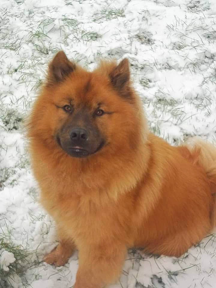 Gaïko participe au concours pour gagner de l'argent avec cette photo : ancient_dog_breeds, canidae, carnivore, chow_chow, companion_dog, dog, dog_breed, eurasier, fawn, finnish_spitz, german_spitz, german_spitz_klein, german_spitz_mittel, icelandic_sheepdog, mammal, non_sporting_group, rare_breed_dog, spitz, vertebrate