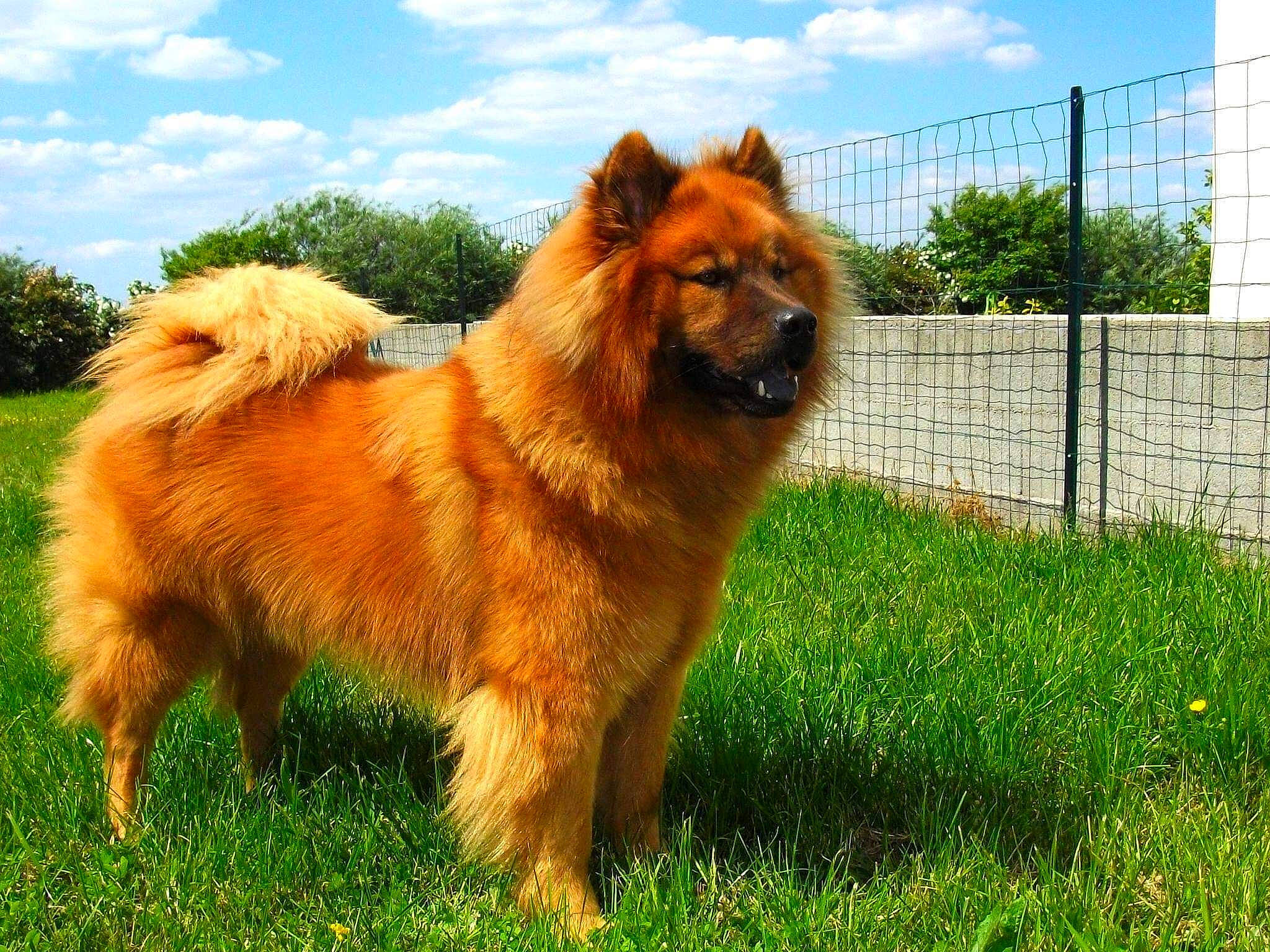 Gaïko participe au concours pour gagner de l'argent avec cette photo : ancient_dog_breeds, canidae, carnivore, chow_chow, companion_dog, dog, dog_breed, eurasier, fawn, finnish_spitz, german_spitz, german_spitz_klein, german_spitz_mittel, icelandic_sheepdog, mammal, non_sporting_group, pomeranian, spitz, sporting_group, vertebrate