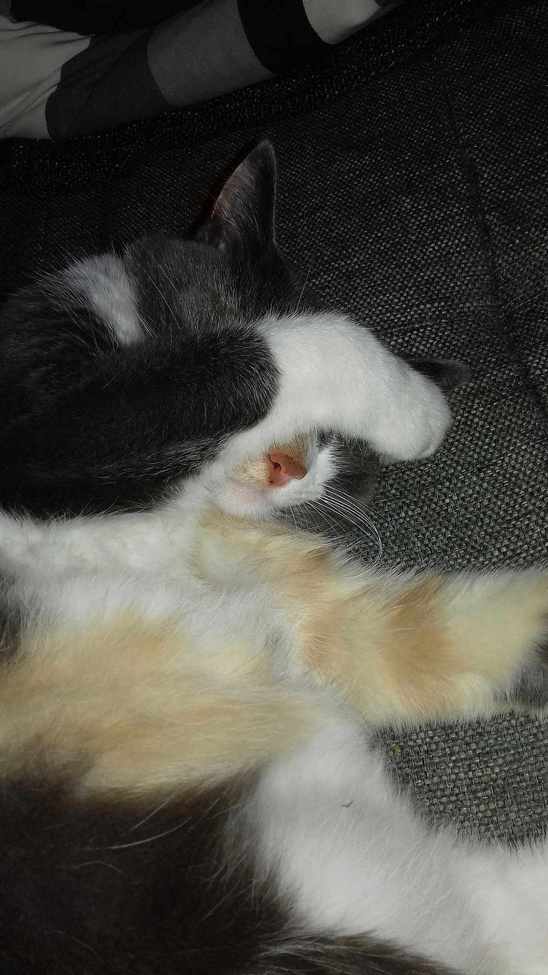 Kitty