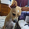 Willow joined the competition — help win amazing prizes! dog, puppy, tan_dog, floppy_ears, white_chest, sitting, portrait, close_up, indoors, bed, blanket, bedroom, furniture, dresser, curious, serious_expression, black_nose, short_fur, pet, animal