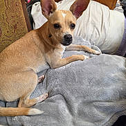 Willow joined the competition — help win amazing prizes! dog, puppy, tan_dog, large_ears, chihuahua, small_dog, pet, animal, portrait, indoors, blanket, gray_blanket, chair, bedroom, wooden_furniture, brown_fur, sitting, lying_down, looking_at_camera, cozy