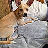 dog, puppy, tan_dog, large_ears, chihuahua, small_dog, pet, animal, portrait, indoors, blanket, gray_blanket, chair, bedroom, wooden_furniture, brown_fur, sitting, lying_down, looking_at_camera, cozy