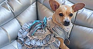 Willow is registered to the contest to win money with this photo: dog, chihuahua, pet, animal, portrait, sitting, dress, costume, fashion, frilly, lace, collar, leash, couch, sofa, silver, indoors, cute, ears, ai_generated_content