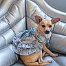 dog, chihuahua, pet, animal, portrait, sitting, dress, costume, fashion, frilly, lace, collar, leash, couch, sofa, silver, indoors, cute, ears, ai_generated_content