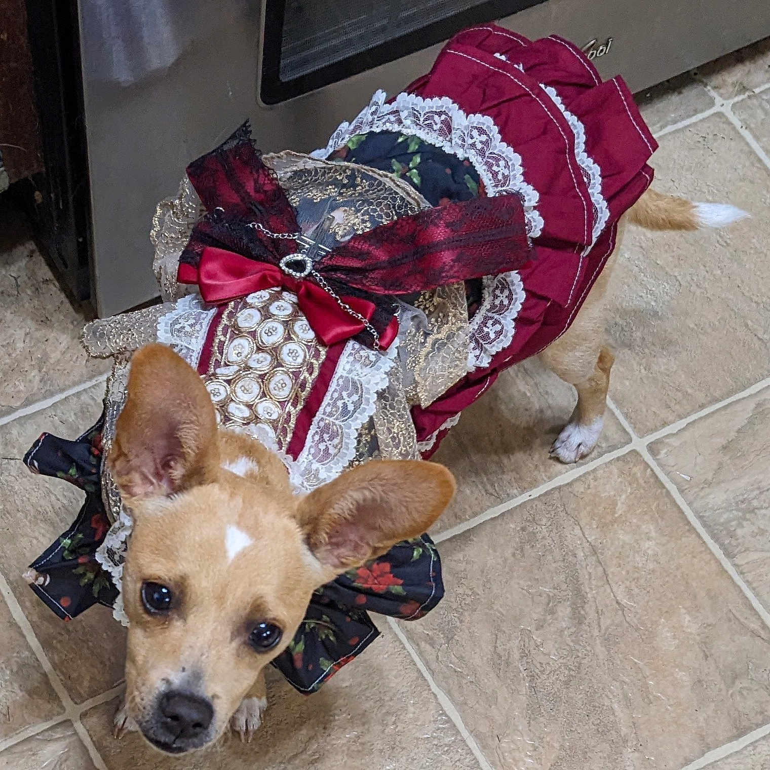 Willow joined the competition — help win amazing prizes! dog, costume, lace, ribbon, bow, tile_floor, kitchen, appliance, curious, brown_dog, small_dog, pet, animal, ears, face, cute, decorative, fabric, indoor, looking_up
