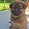 puppy, dog, german_shepherd, fluffy, brown_fur, black_muzzle, sitting, outdoor, backyard, patio, grass, trees, garden, sunlight, portrait, pet, animal, cute, adorable, people