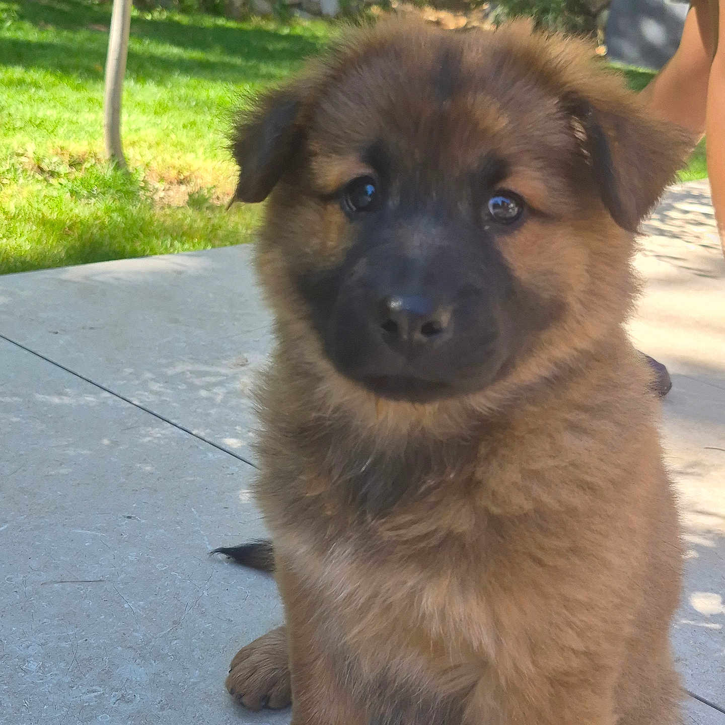 Bauer participe au concours pour gagner de l'argent avec cette photo : puppy, dog, german_shepherd, fluffy, brown_fur, black_muzzle, sitting, outdoor, backyard, patio, grass, trees, garden, sunlight, portrait, pet, animal, cute, adorable, people