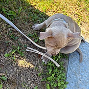 Akyra participe au concours pour gagner de l'argent avec cette photo : puppy, dog, grass, leash, collar, stick, outdoor, sunlight, brown_dog, curious, pet, young_dog, nature, ground, playful, animal, canine, daylight, small_dog, sitting
