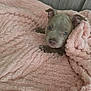 puppy, dog, blanket, pink, cozy, cute, pet, fur, animal, snuggle, soft, comfort, young, indoors, resting, face, ears, bed, warm, relaxed