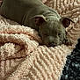 puppy, dog, sleeping, blanket, soft, cozy, fur, pet, cute, indoors, relaxing, resting, pink, texture, snuggling, animal, young, adorable, comfort, warm
