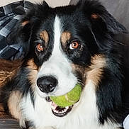 Sulky a rejoint le concours — aidez-le/la à gagner de superbes lots ! dog, tennis_ball, pet, animal, indoor, couch, black, white, brown, fur, playful, closeup, face, mouth, nose, ears, eyes, tongue, relaxed, companion