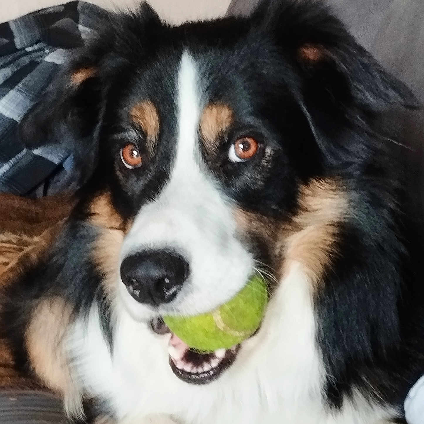 Sulky a rejoint le concours — aidez-le/la à gagner de superbes lots ! dog, tennis_ball, pet, animal, indoor, couch, black, white, brown, fur, playful, closeup, face, mouth, nose, ears, eyes, tongue, relaxed, companion