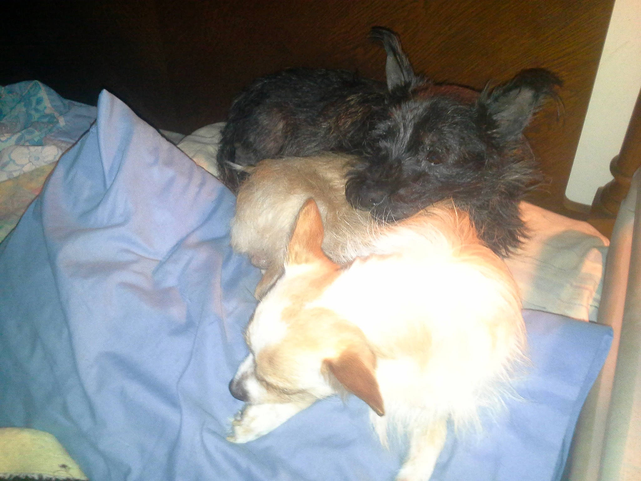 Rudy is registered to the contest to win money with this photo: canidae, carnivore, comfort, companion_dog, dog, dog_breed, ear, fawn, felidae, fur, lap, paw, rough_collie, small_to_medium_sized_cats, snout, spitz, sporting_group, tail, toy_dog, whiskers