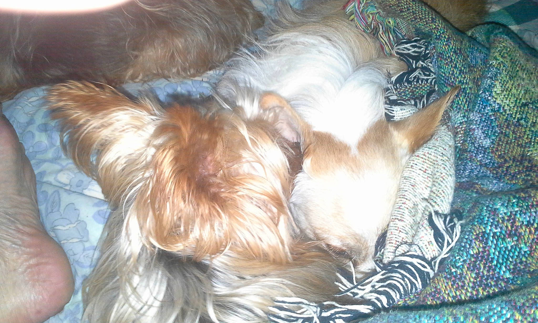 Rudy is registered to the contest to win money with this photo: canidae, carnivore, comfort, companion_dog, dog, dog_breed, dog_supply, ear, fawn, fur, liver, paw, schnauzer, small_terrier, snout, sporting_group, terrier, toy_dog, whiskers, working_animal