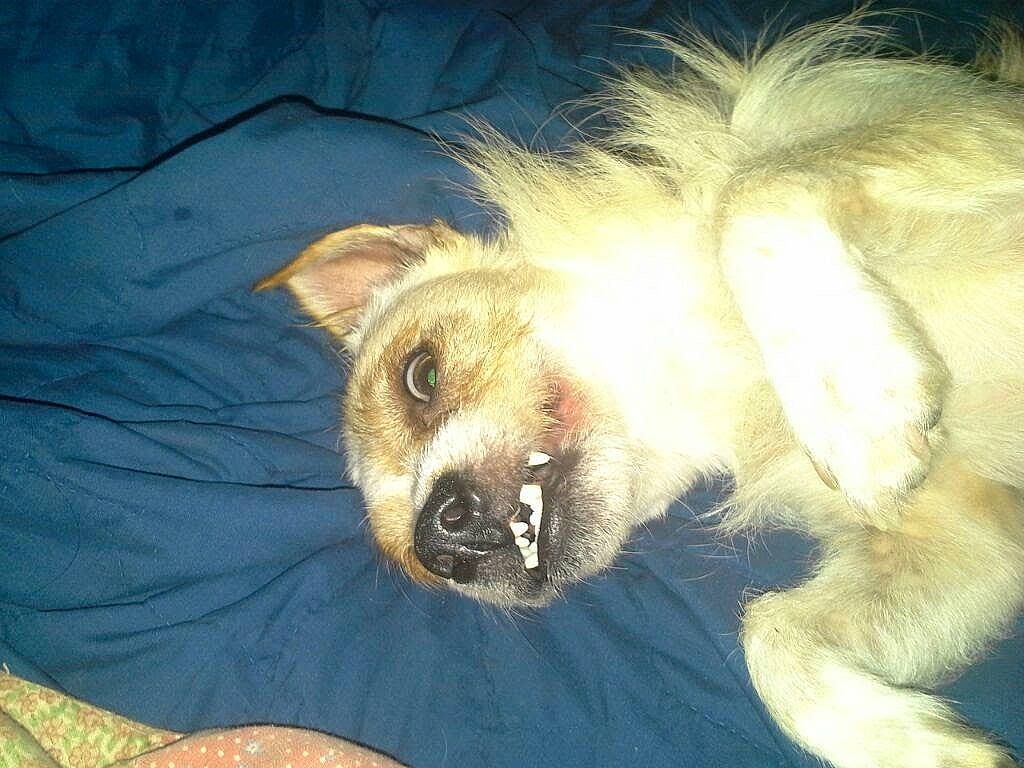 Rudy joined the competition — help win amazing prizes! ancient_dog_breeds, canidae, carnivore, companion_dog, dog, dog_breed, fang, fawn, felidae, fur, german_spitz_mittel, paw, puppy, snout, sporting_group, tail, terrestrial_animal, toy_dog, whiskers, wildlife