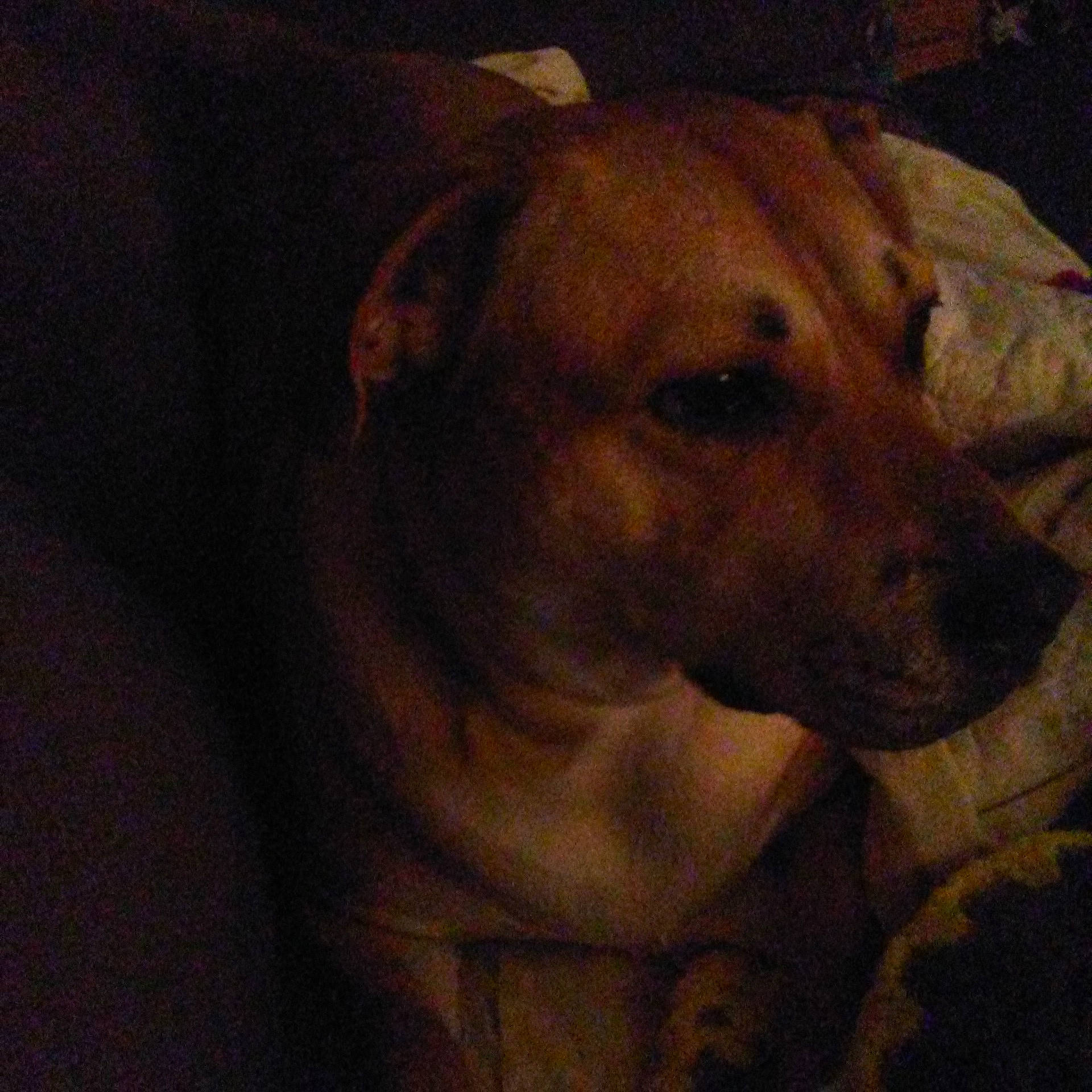 Ruder Rodney joined the competition — help win amazing prizes! canidae, carnivore, companion_dog, darkness, dog, dog_breed, ear, fawn, fur, guard_dog, liver, night, non_sporting_group, pet_supply, whiskers, working_animal