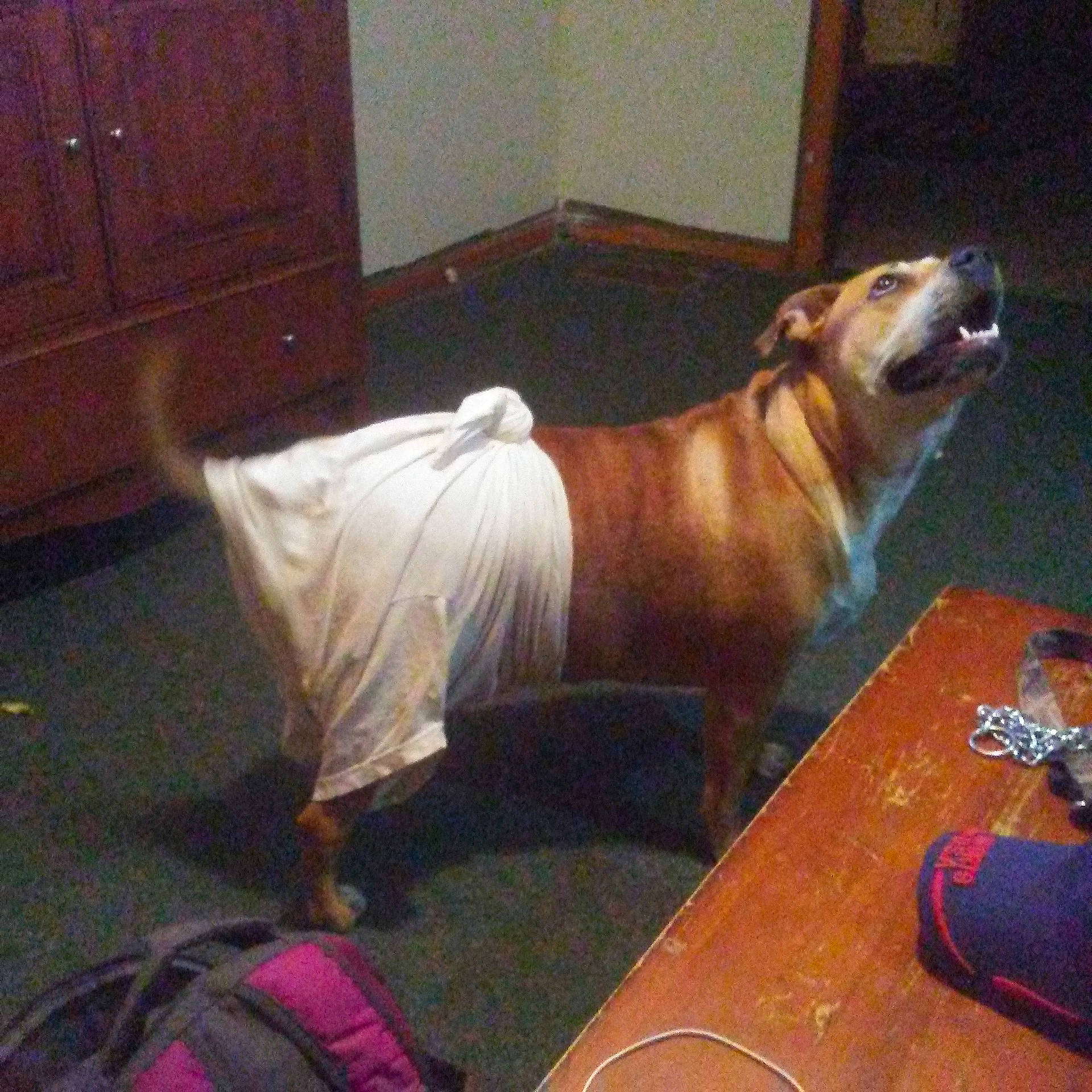 Ruder Rodney joined the competition — help win amazing prizes! backpack, bag, cabinetry, carnivore, comfort, companion_dog, dog, dog_breed, fawn, flooring, hardwood, luggage_and_bags, room, snout, sporting_group, table, tail, whiskers, wood, working_animal