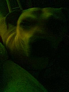 Ruder Rodney joined the competition — help win amazing prizes! darkness, electric_blue, event, grass, pattern, tints_and_shades, underwater