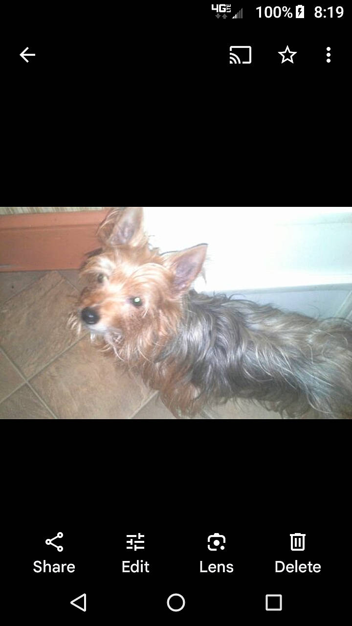 Reese is registered to the contest to win money with this photo: brand, canidae, carnivore, companion_dog, dog, dog_breed, font, fur, liver, photo_caption, screenshot, small_terrier, snout, sporting_group, terrestrial_animal, toy_dog, water_dog, working_animal