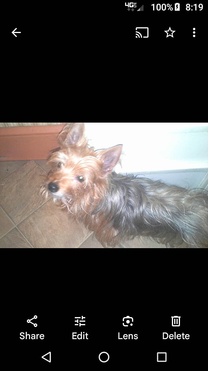 Reese joined the competition — help win amazing prizes! brand, canidae, carnivore, companion_dog, dog, dog_breed, dog_supply, fawn, font, fur, liver, screenshot, small_terrier, snout, sporting_group, terrestrial_animal, terrier, toy_dog, water_dog, working_animal