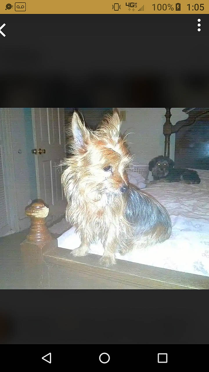 Reese joined the competition — help win amazing prizes! biewer_terrier, canidae, carnivore, companion_dog, dog, dog_breed, dog_supply, fawn, fur, liver, small_terrier, snout, sporting_group, terrier, toy_dog, whiskers, windshield, working_animal, working_terrier, yorkshire_terrier