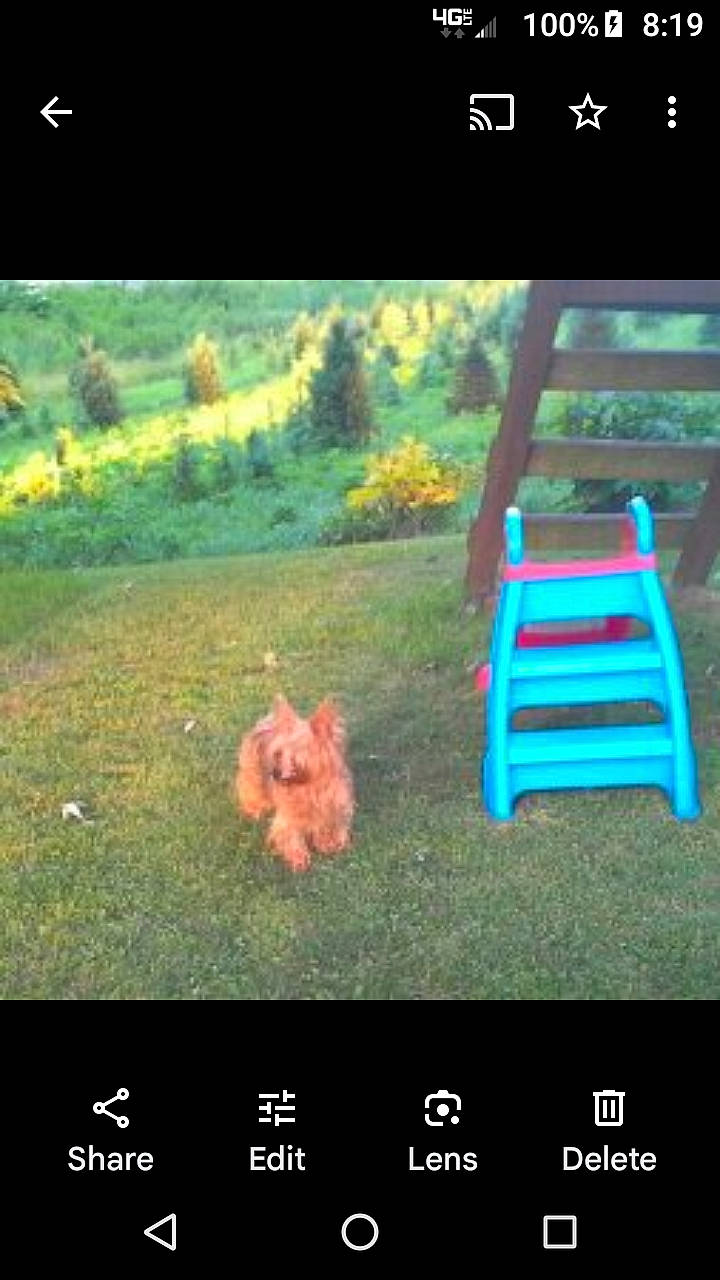 Reese joined the competition — help win amazing prizes! adaptation, carnivore, companion_dog, dog_breed, fawn, font, grass, green, landscape, leisure, natural_environment, natural_landscape, organism, people_in_nature, photo_caption, plant, rectangle, screenshot, terrestrial_plant, tree