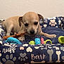 Minx is registered to the contest to win money with this photo: puppy, dog, dog_bed, chew_toy, toy, paw_prints, bone_pattern, indoor, pet, cute, small_dog, canine, playing, chewing, resting, animal, bed, blue, colorful, cozy