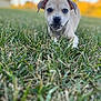 Minx is registered to the contest to win money with this photo: puppy, dog, grass, outdoor, animal, cute, pet, nature, closeup, young, canine, ears, snout, playful, summer, blurred_background, field, muzzle, daylight, small
