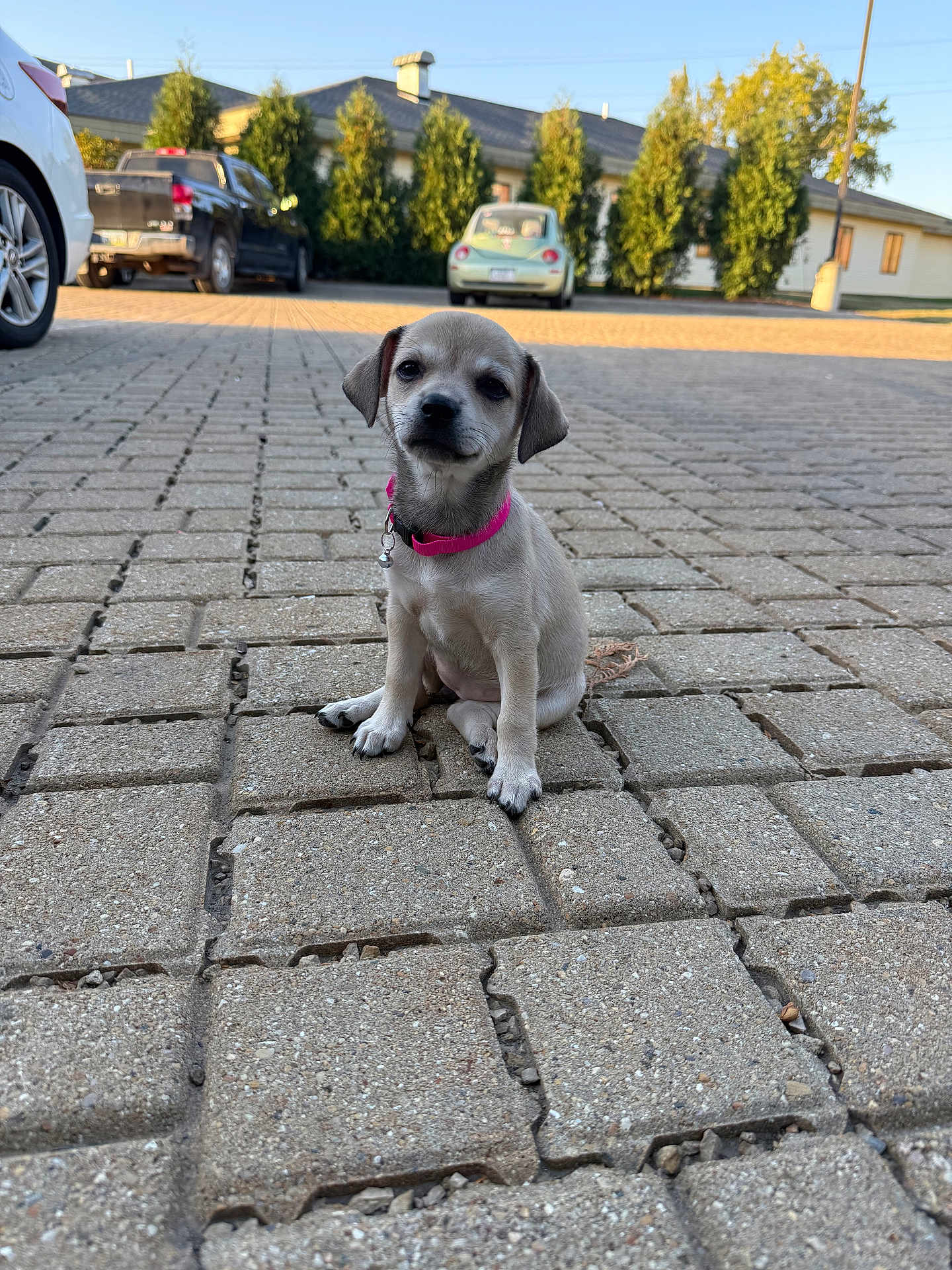 Minx joined the competition — help win amazing prizes! puppy, dog, pink_collar, pavement, outdoor, parked_cars, greenery, sunlight, curious, small_dog, pet, animal, young, cute, sitting, daytime, house, trees, road, sidewalk