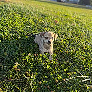 Minx joined the competition — help win amazing prizes! puppy, dog, grass, clover, outdoor, sunlight, park, animal, pet, nature, greenery, young_dog, cute, small_dog, laying_down, daylight, field, leaf, calm, summer