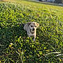 puppy, dog, grass, clover, outdoor, sunlight, park, animal, pet, nature, greenery, young_dog, cute, small_dog, laying_down, daylight, field, leaf, calm, summer