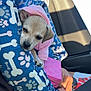 puppy, dog, pink_hoodie, dog_bed, blue, bones_pattern, paw_prints, car_interior, seatbelt, person, hand, sunlight, shadow, cute, pet, resting, cozy, lap, clothing, comfort